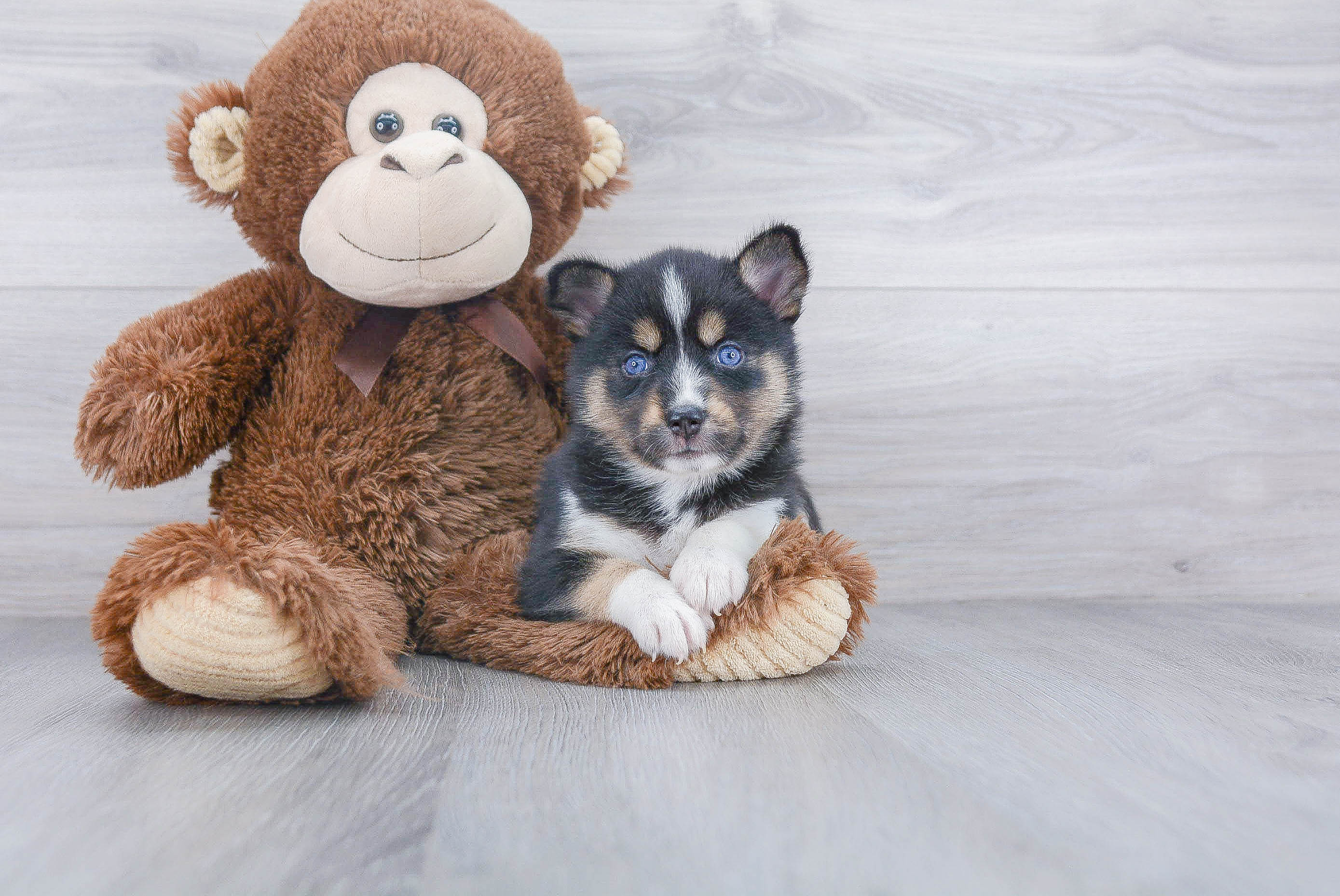 Small Pomsky Baby