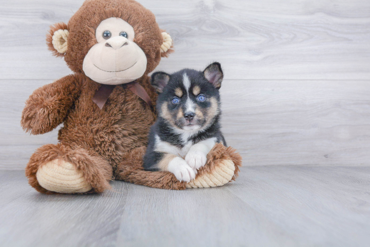 Small Pomsky Baby