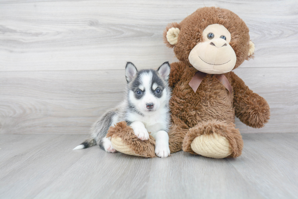 Popular Pomsky Designer Pup