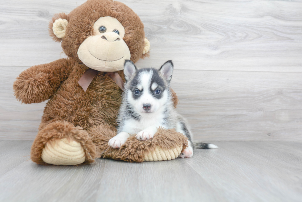 Energetic Mini Husky Designer Puppy