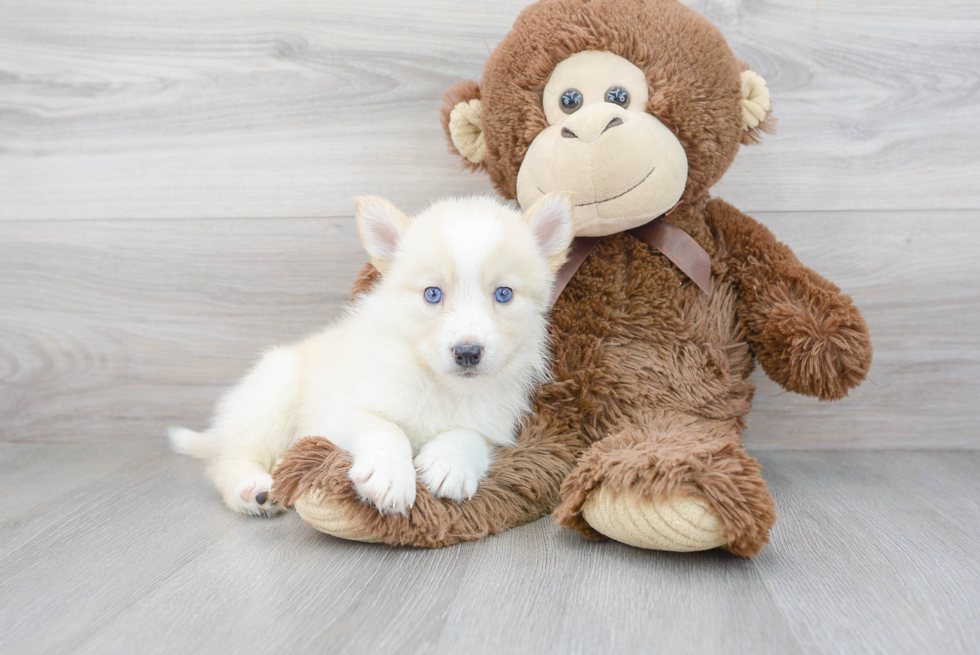 Pomsky Puppy for Adoption