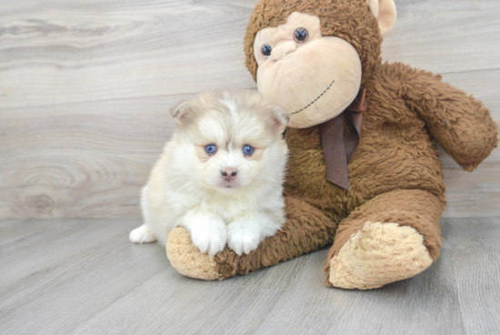 Pomsky Pup Being Cute