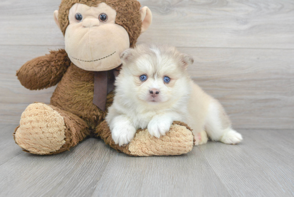 Pomsky Pup Being Cute