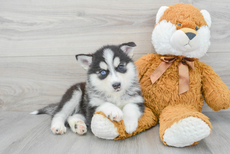 Pomsky Puppy for Adoption