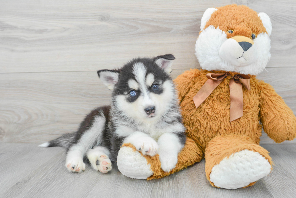 Pomsky Puppy for Adoption