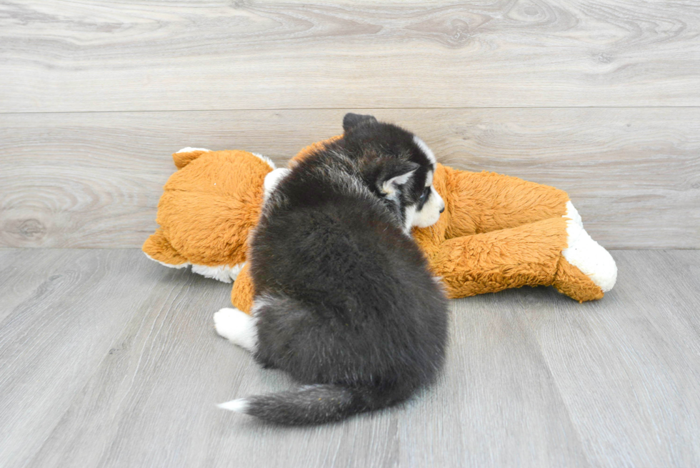 Pomsky Pup Being Cute