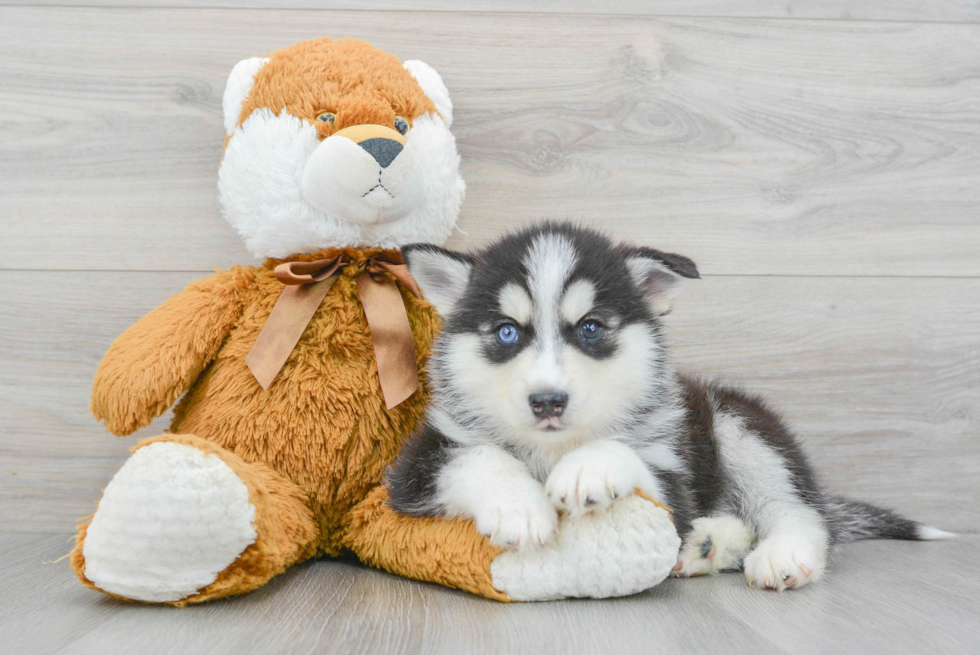 Pomsky Puppy for Adoption