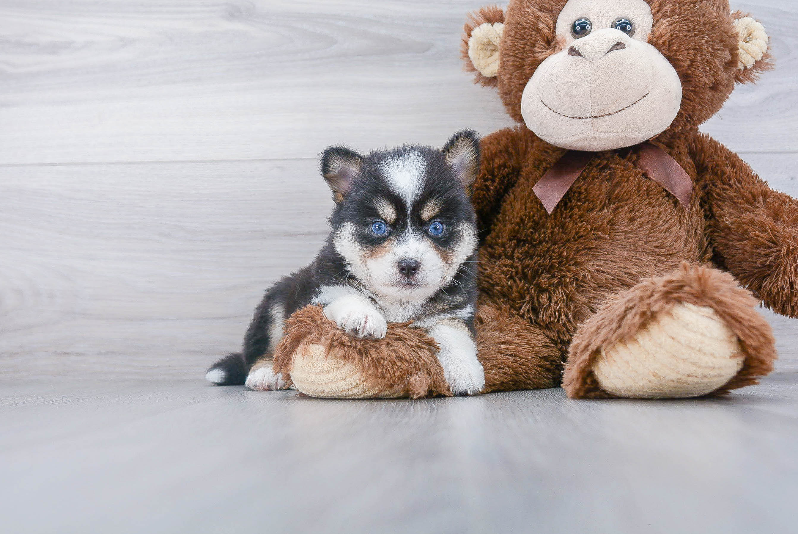 Best Pomsky Baby