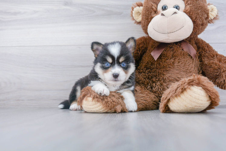 Best Pomsky Baby