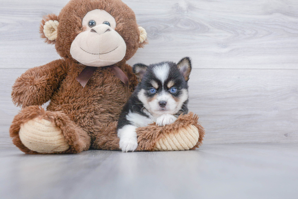 Pomsky Pup Being Cute