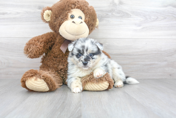 Cute Pomsky Baby