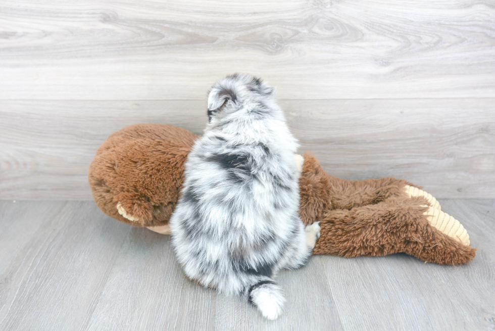 Happy Pomsky Baby