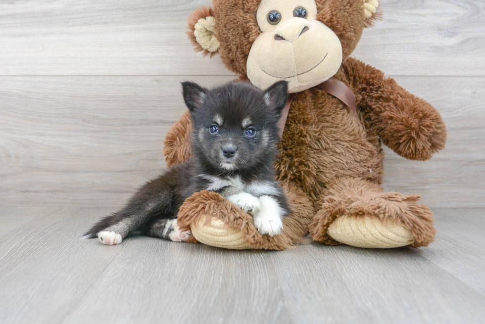 Pomsky Puppy for Adoption