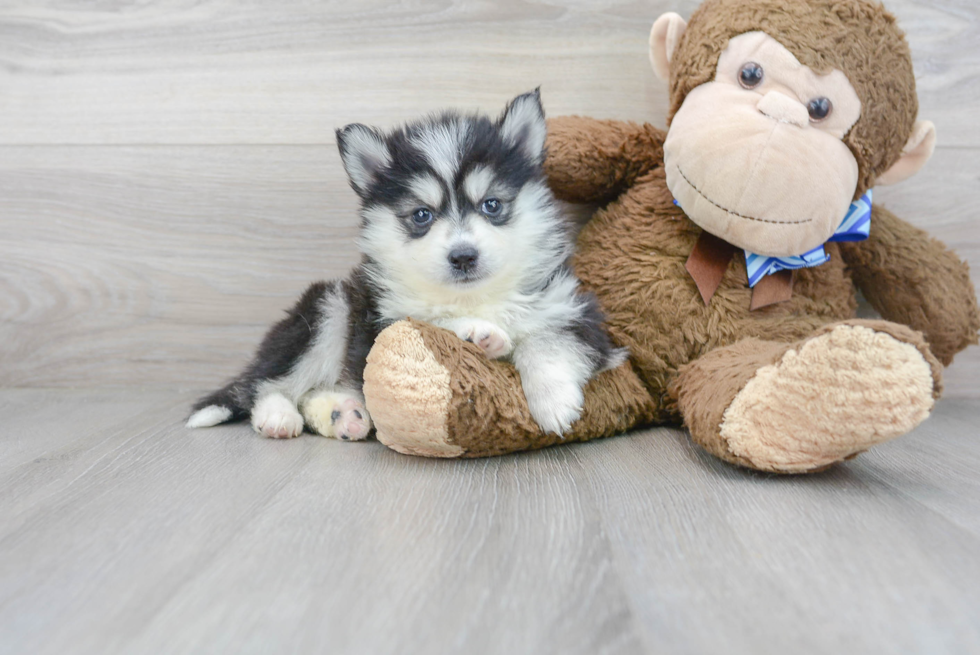 Pomsky Puppy for Adoption