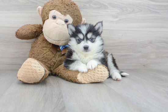 Pomsky Pup Being Cute