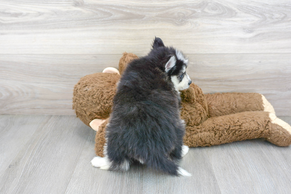 Pomsky Pup Being Cute