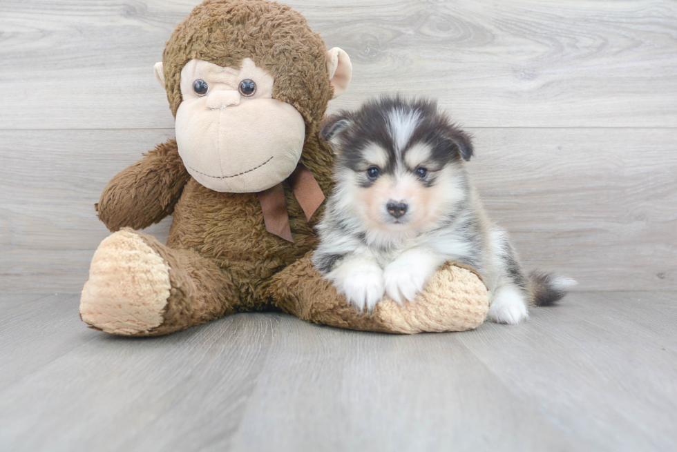 Pomsky Puppy for Adoption