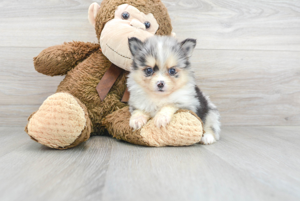 Pomsky Pup Being Cute