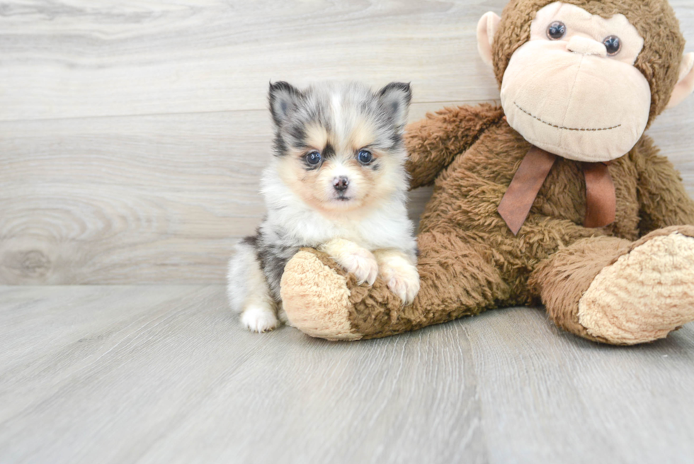 Pomsky Pup Being Cute