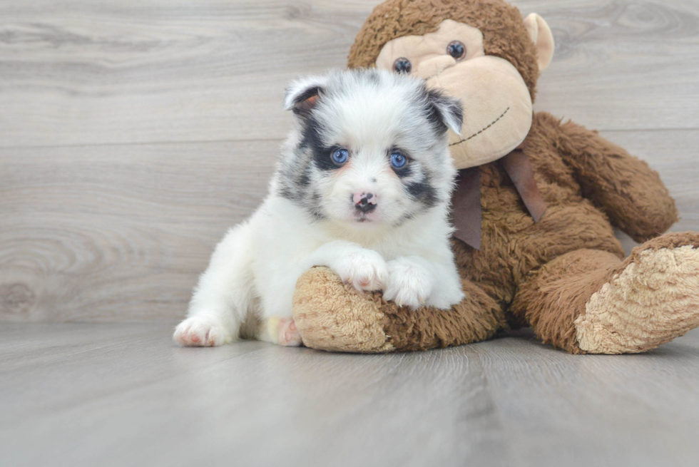 Pomsky Pup Being Cute