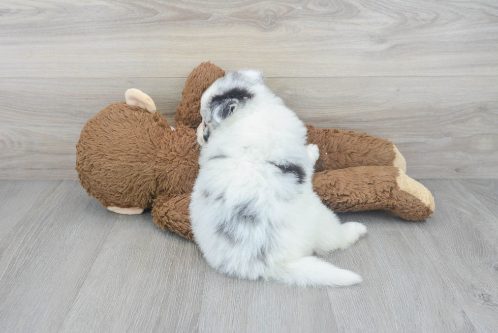 Pomsky Pup Being Cute