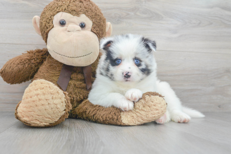 Pomsky Pup Being Cute