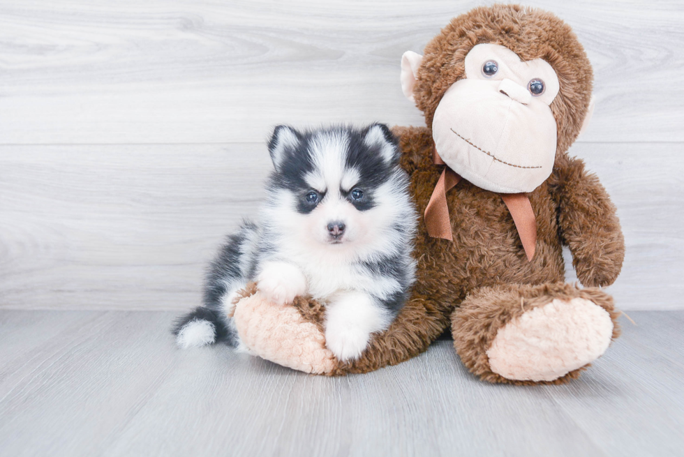 Pomsky Pup Being Cute