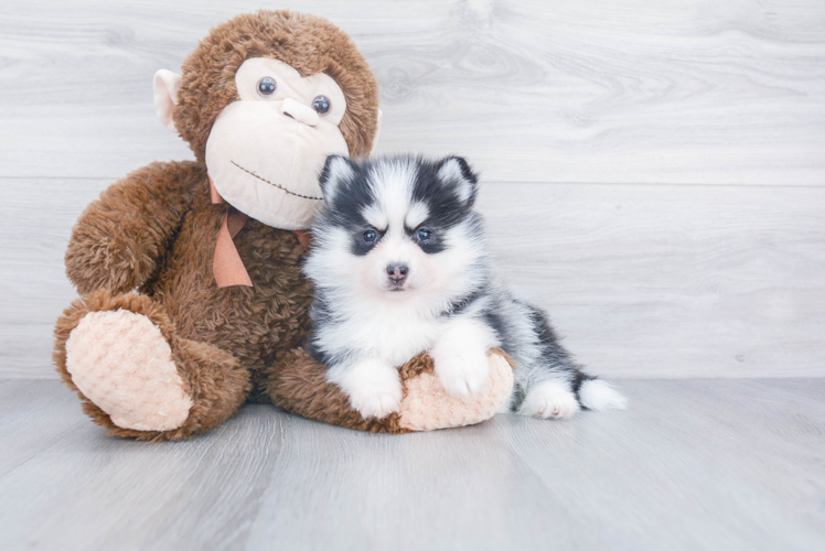 Pomsky Pup Being Cute