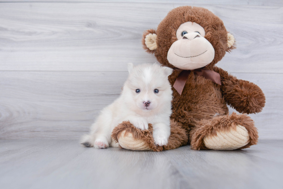 Fluffy Pomsky Designer Pup