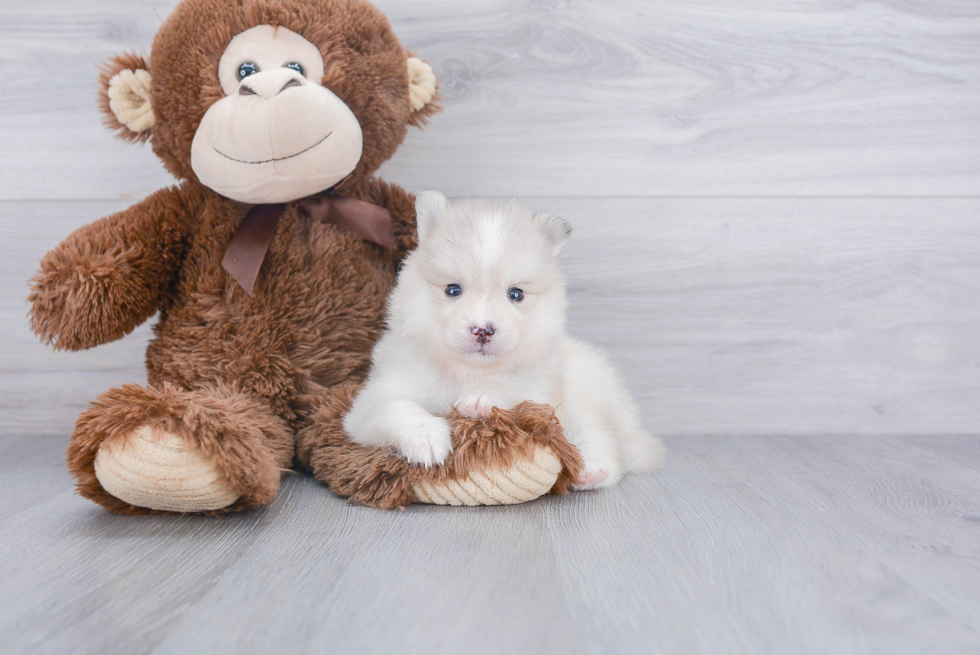 Best Pomsky Baby