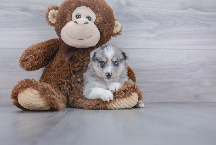 Pomsky Puppy for Adoption