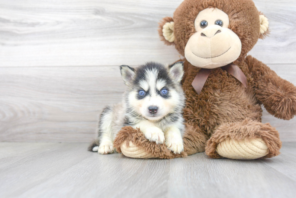 Funny Pomsky Designer Pup