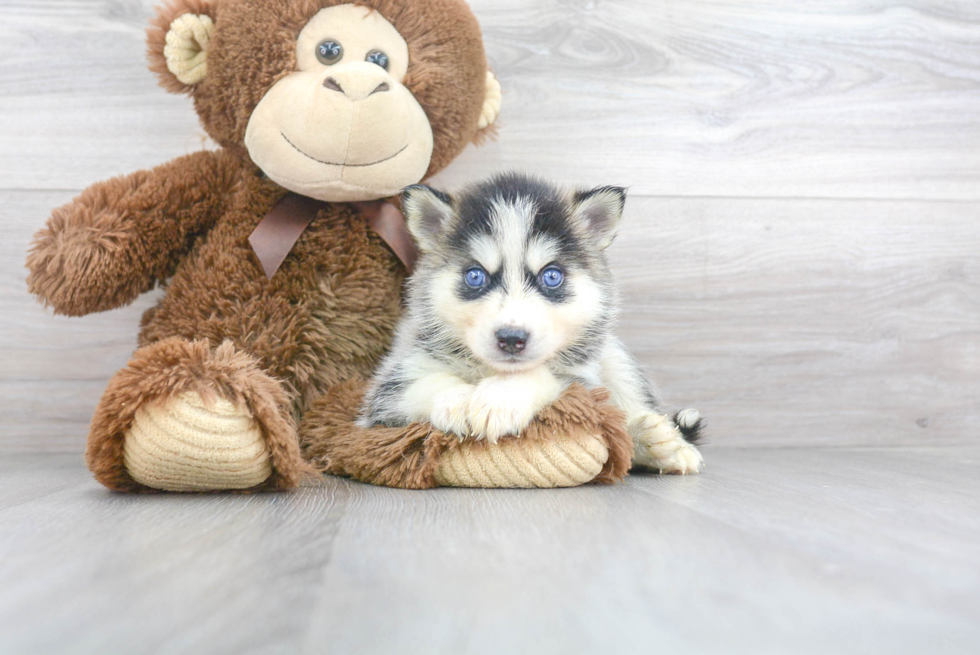 Cute Pomsky Baby
