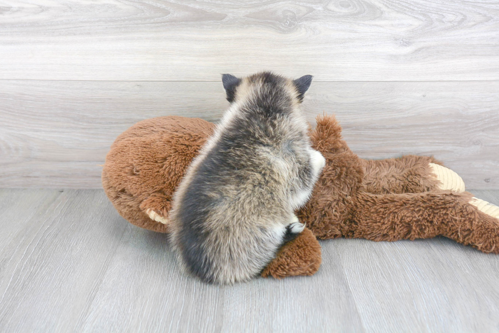 Popular Pomsky Designer Pup
