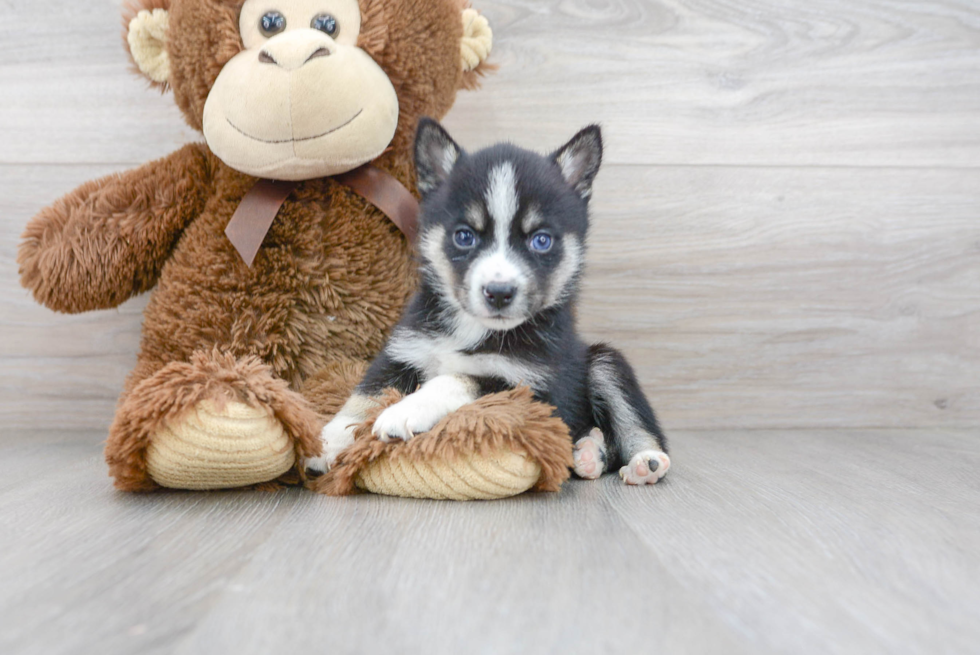 Pomsky Puppy for Adoption