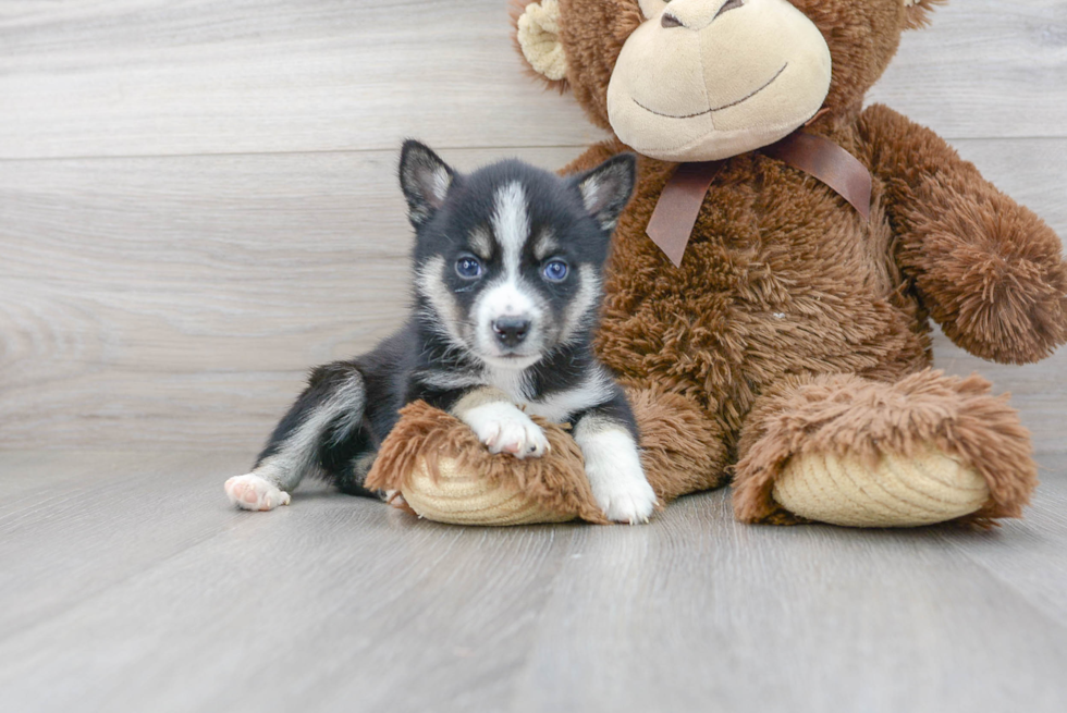 Smart Pomsky Designer Pup