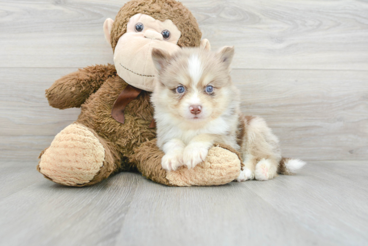 Hypoallergenic Mini Husky Designer Puppy