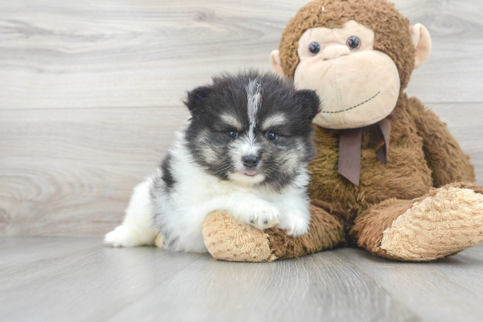 Best Pomsky Baby