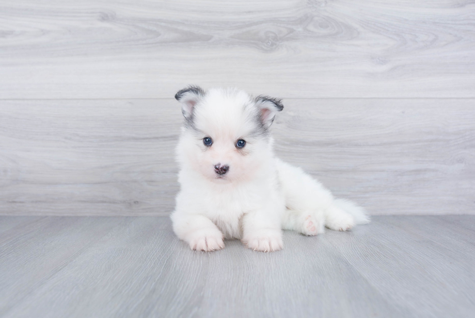 Adorable Mini Husky Designer Puppy