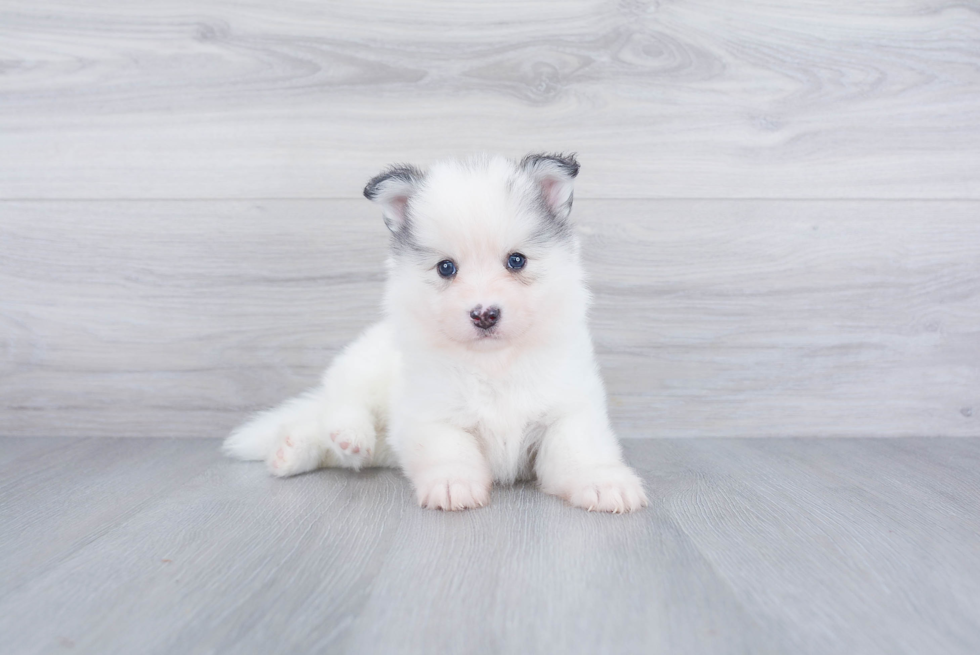 Pomsky Pup Being Cute