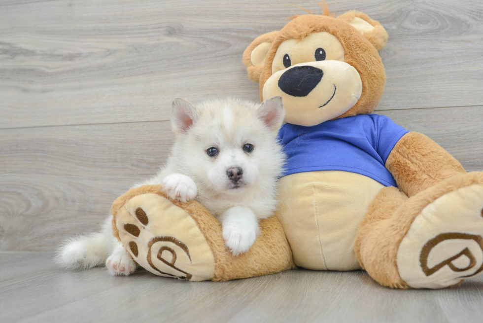 Funny Pomsky Designer Pup
