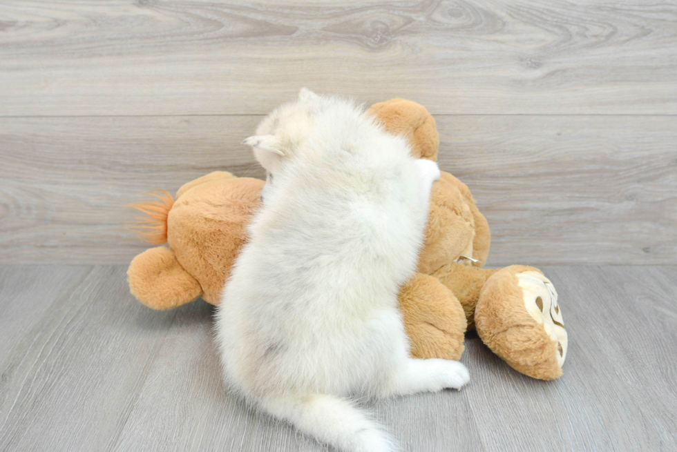 Best Pomsky Baby