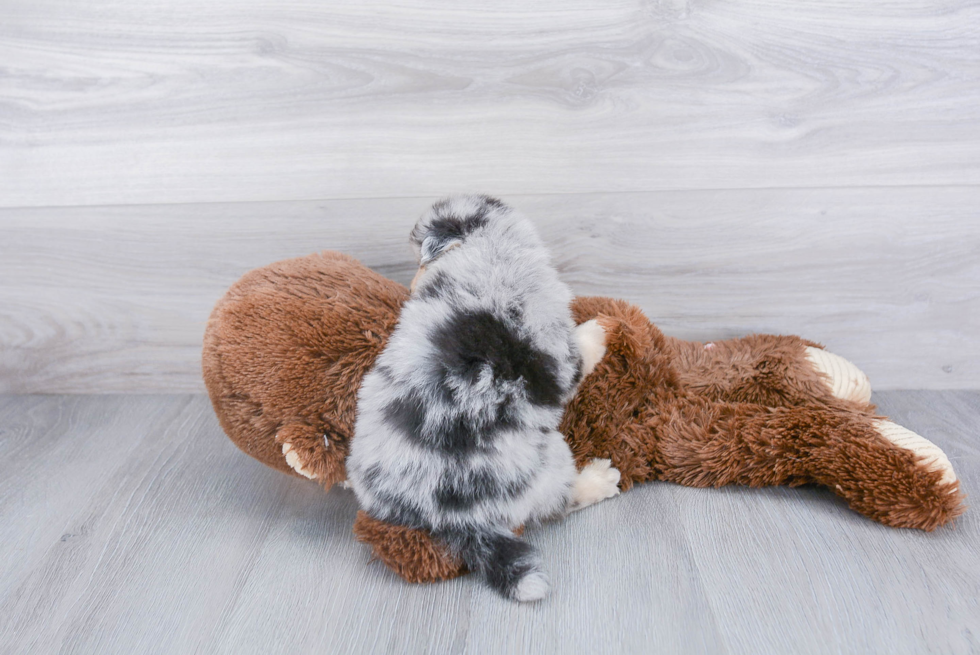 Pomsky Pup Being Cute