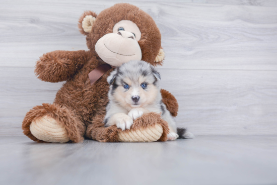 Best Pomsky Baby