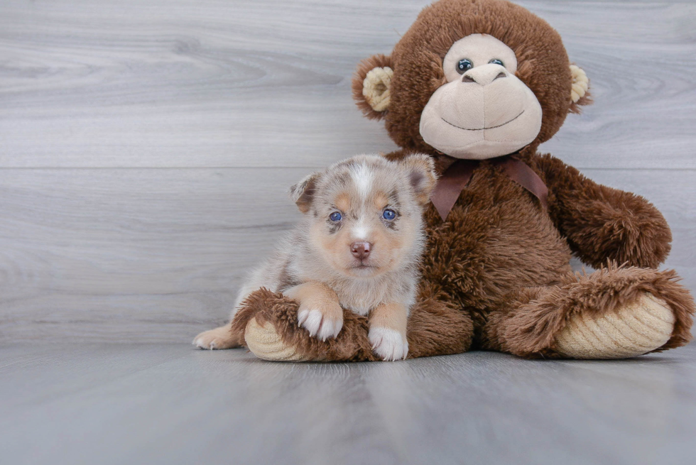 Adorable Mini Husky Designer Puppy