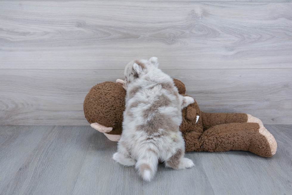 Pomsky Puppy for Adoption