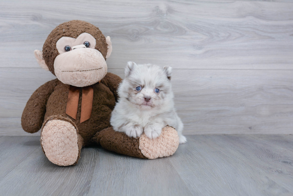Best Pomsky Baby