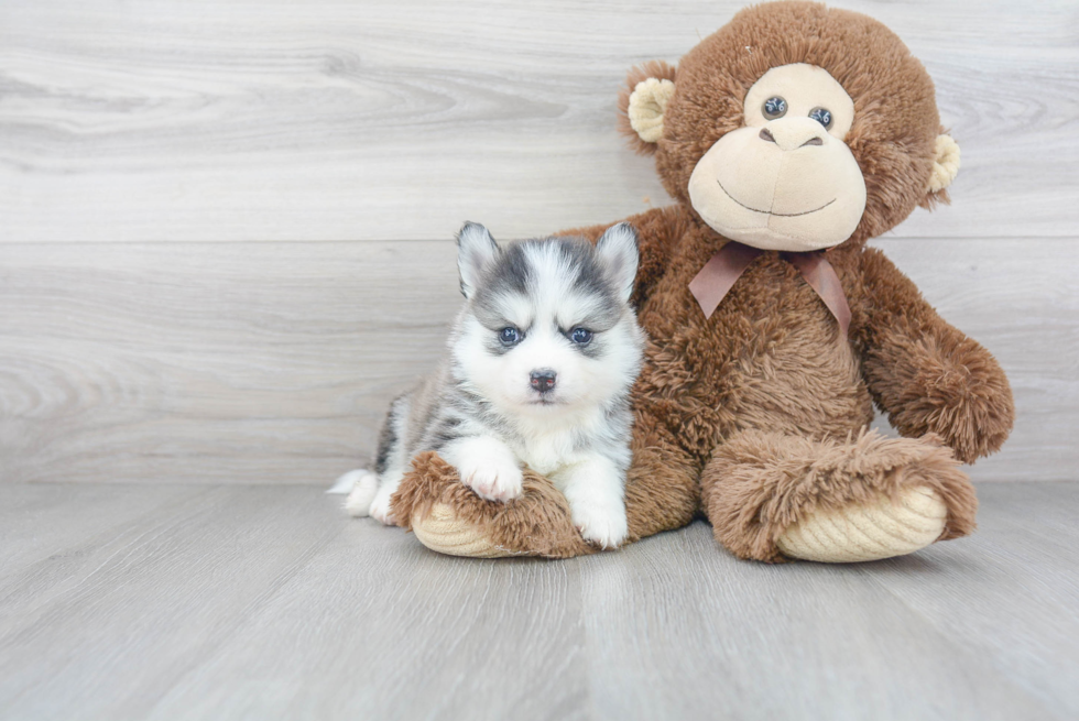 Pomsky Pup Being Cute