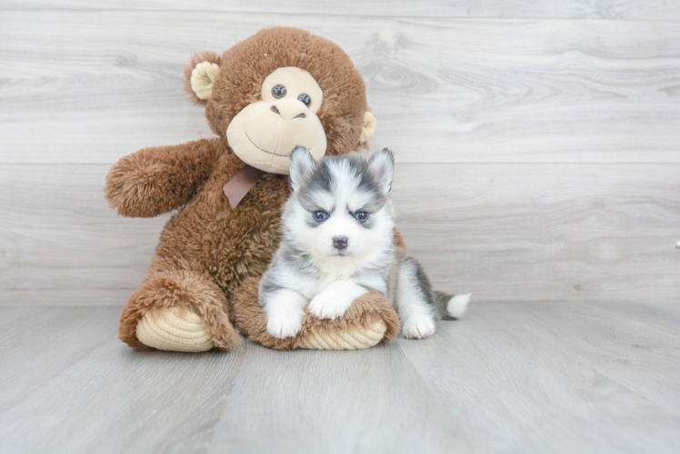 Best Pomsky Baby