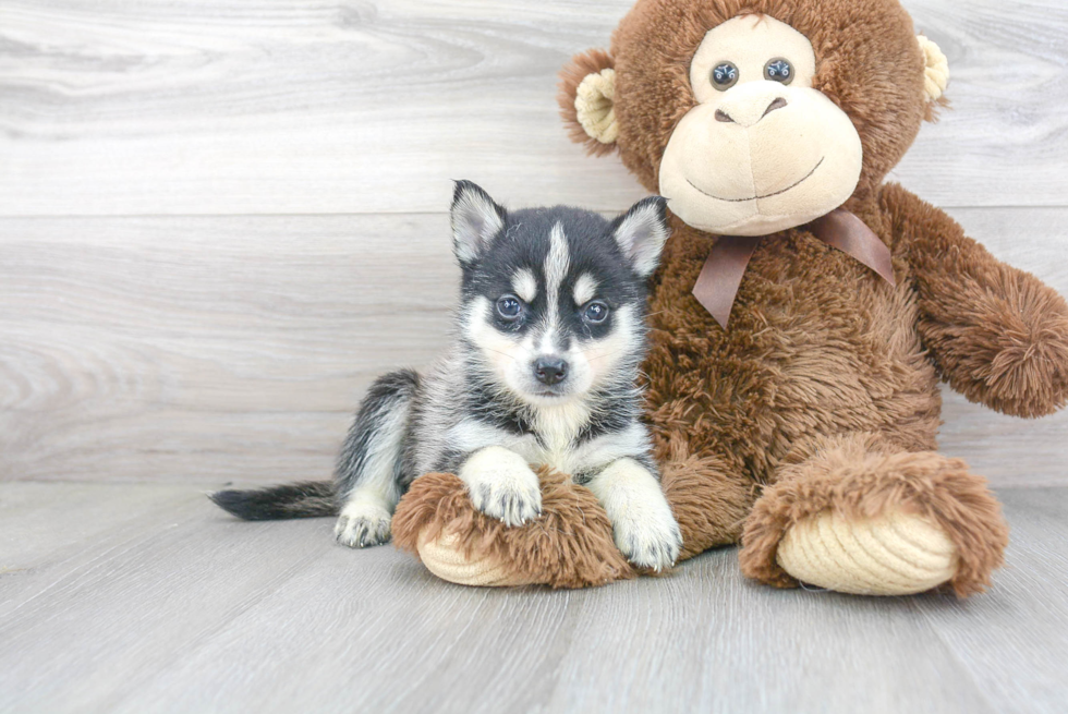 Pomsky Pup Being Cute